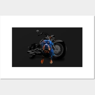 dog on motorcycle Rottweiler  on motorcycle Posters and Art